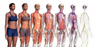 I migliori siti di anatomia