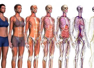 I migliori siti di anatomia